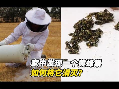 虎頭蜂窩風水|2024蜂巢處理最新指南